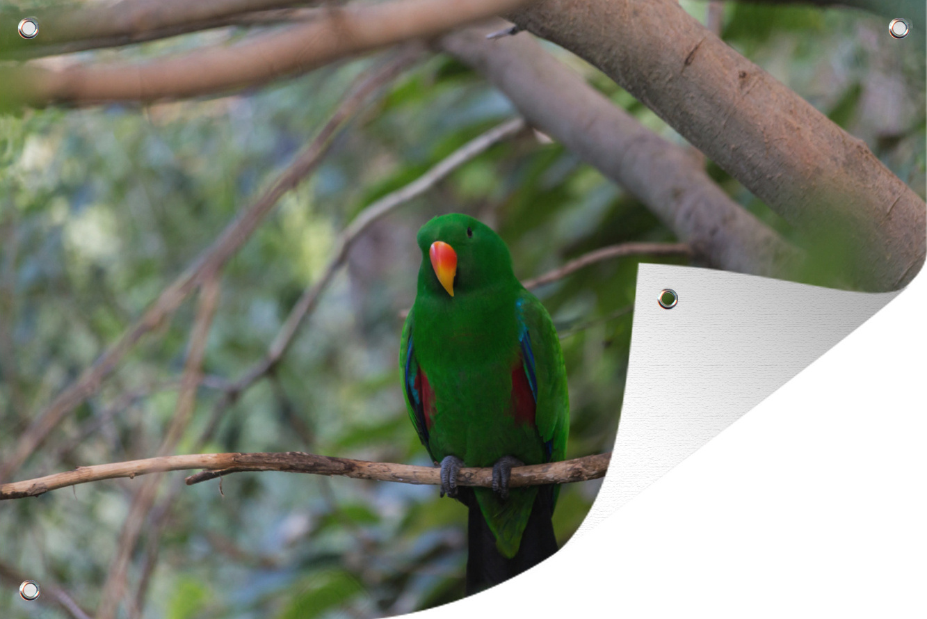 MuchoWow® 90x60 cm Outdoor-Poster Gartendeko Sichtschutz Garten Poster für den Garten Grüner Edelpapagei im Wald 133|1303352