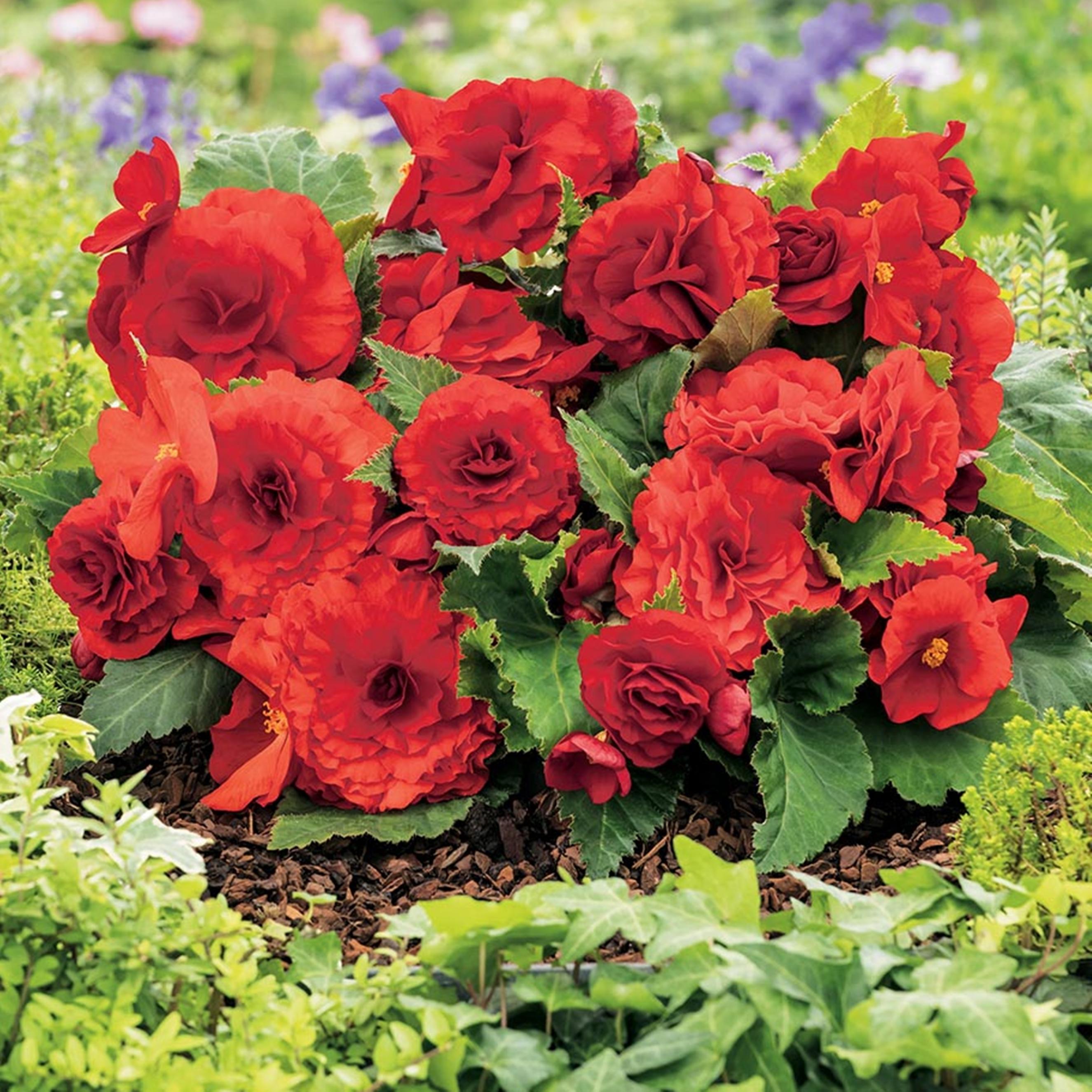 Benex Begonie Knolle Blumen Garten Töpfe Blüten Begonie Non-Stop Rot 1 St.