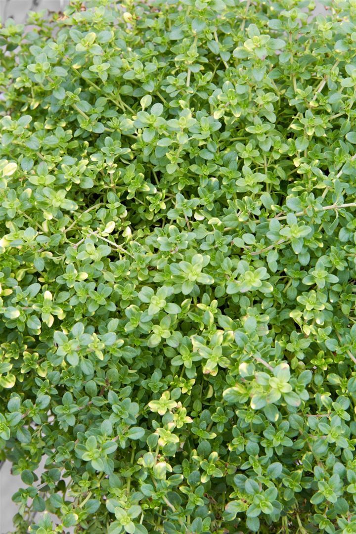 Pflanzen-für-dich.de Thymus x citriodorus 'Orange Scent', Zitronenthymian, aromatisch, ca. 9x9 cm Topf