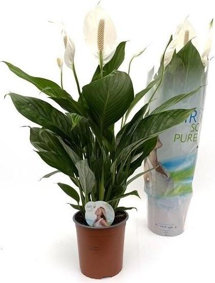 Blumen-Senf Spathiphyllum 'Bingo Cupido' 80 cm - Einblatt Scheidenblatt Friedenslilie Blattfahne