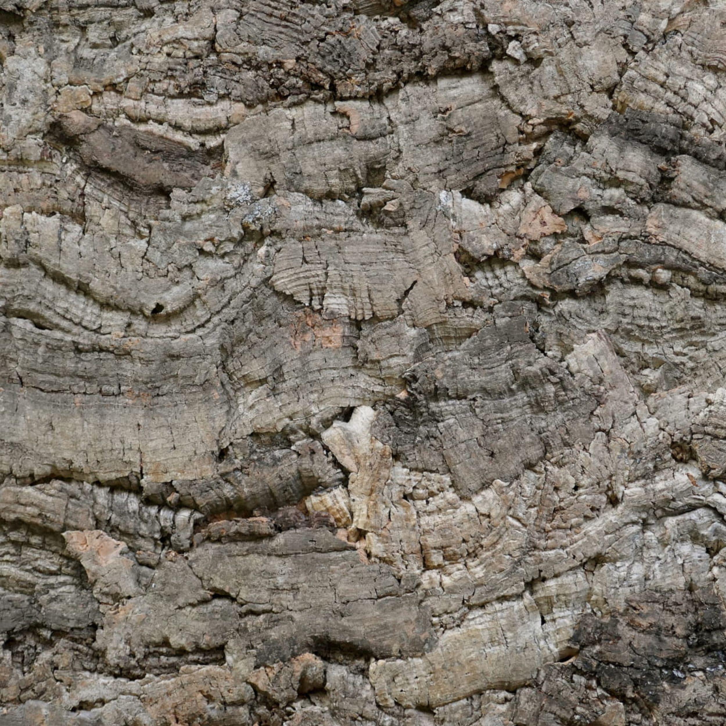 Bioterra BioVirgin Cork Background Grey 60x30cm Korkrückwand für Terrarien