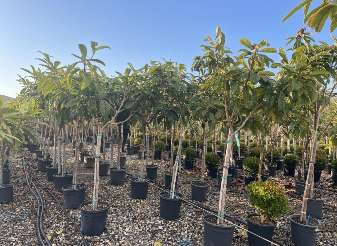 Sunny Tree - Loquat-Baum (Japanische Wollmispel) – Eriobotrya japonica – 220 cm – Winterharter Exotischer Obstbaum für Garten & Terrasse