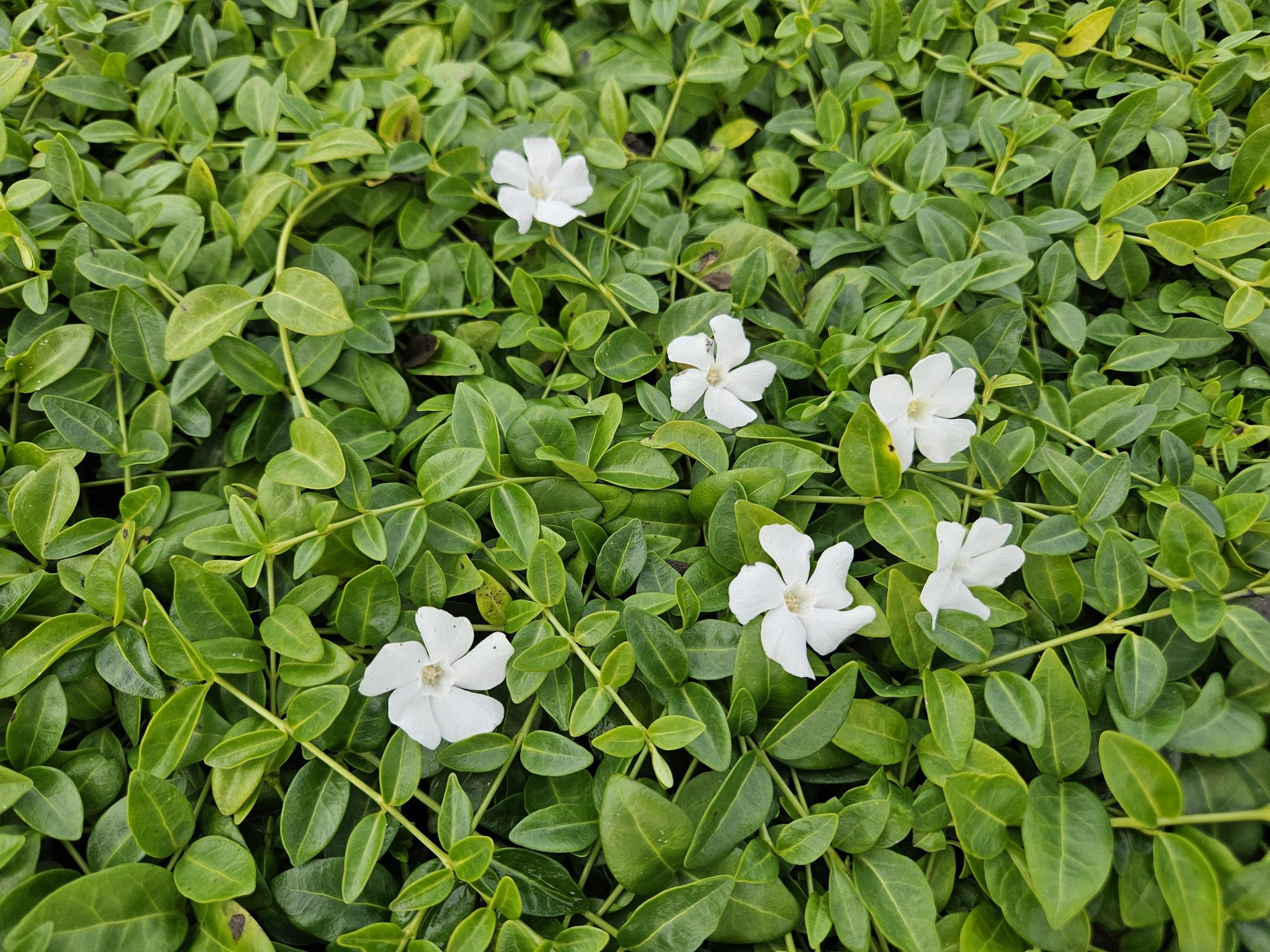 Everspring Vinca minor 'Gertrude Jekyll' – 24 Pflanzen – Immergrüner Bodendecker – Weiß blühend – Tiefgrüne Blätter – 10–25 cm – Ø9 cm – Schattentolerant & pflegeleicht