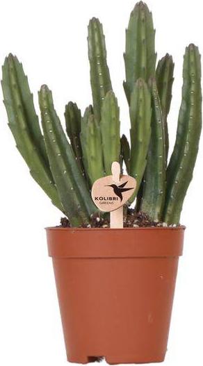 Oasis of Life Stapelia Sukkulente Zimmerpflanze pflegeleichte Aasblume Ø9cm pflegeleicht