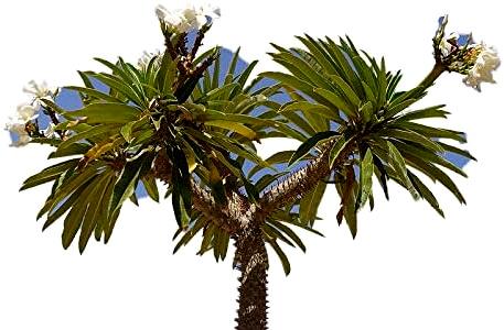 Markenlos Madagaskar Palme 10 frische Samen