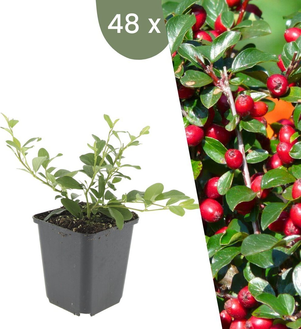 Frank GmbH Plants by Frank | 48 Zwergmispel Pflanzen | Cotoneaster dammeri | Bodendecker Winterhart | Stauden Winterhart | Gartenpflanzen Winterhart 47256