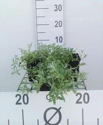 GRDplanten 6 x Cerastium tomentosum - Hornblume - Topf 9 x 9 cm