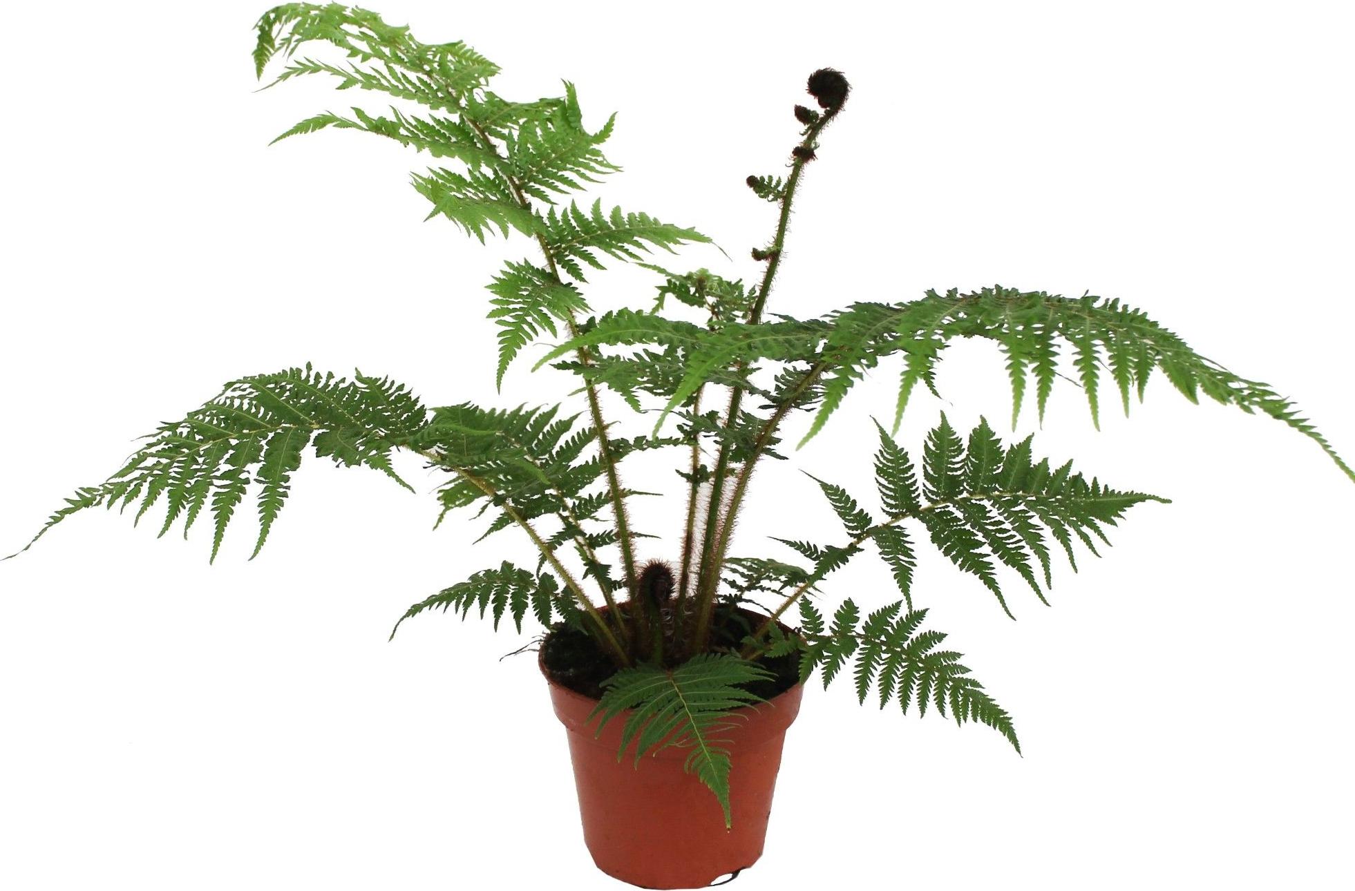 Blumen-Senf Australischer Baumfarn Cyathea cooperii ca. 50 cm – exotische Zimmerpflanze / Riesentropenfarn im Topf