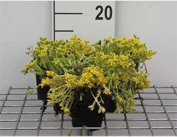 GRDplanten 6 x Sedum acre - Fettblatt - Topf 9 x 9 cm