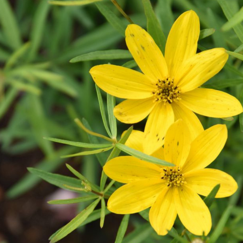 Arborix, grüner und billiger 6 x Coreopsis vert. - Coreopsis verticillata 'El Dorado' | Topf 9cm x 9cm VPL-COVEDORA_124