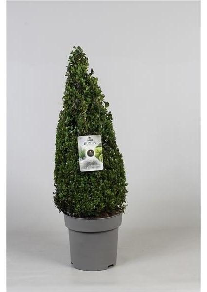 Blumen-Senf 5 Stück Buchsbaum Pyramide - Kegel 80 cm Buxus sempervirensBuchsbaum