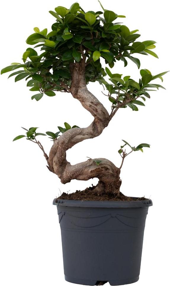 Plant in a Box Bonsaibaum - Ficus microcarpa 'ginseng' - Höhe 55-65cm - 20cm 2310201