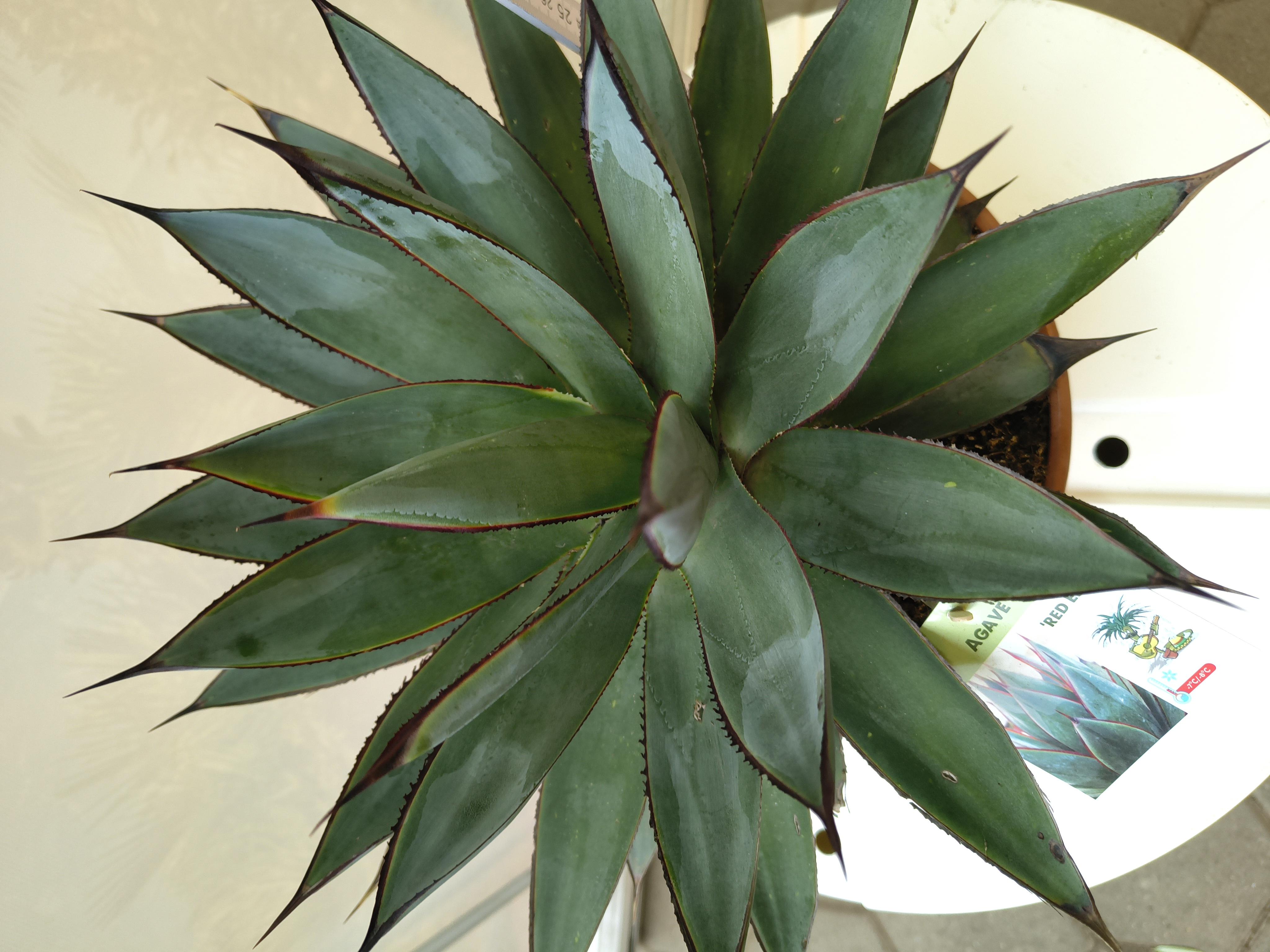 Palmenheld Agave x romanii 'Red Edge' 30-40 cm frostresistente Zieragave im Topf Kübelpflanze Zimmerpflanze Sukkulente