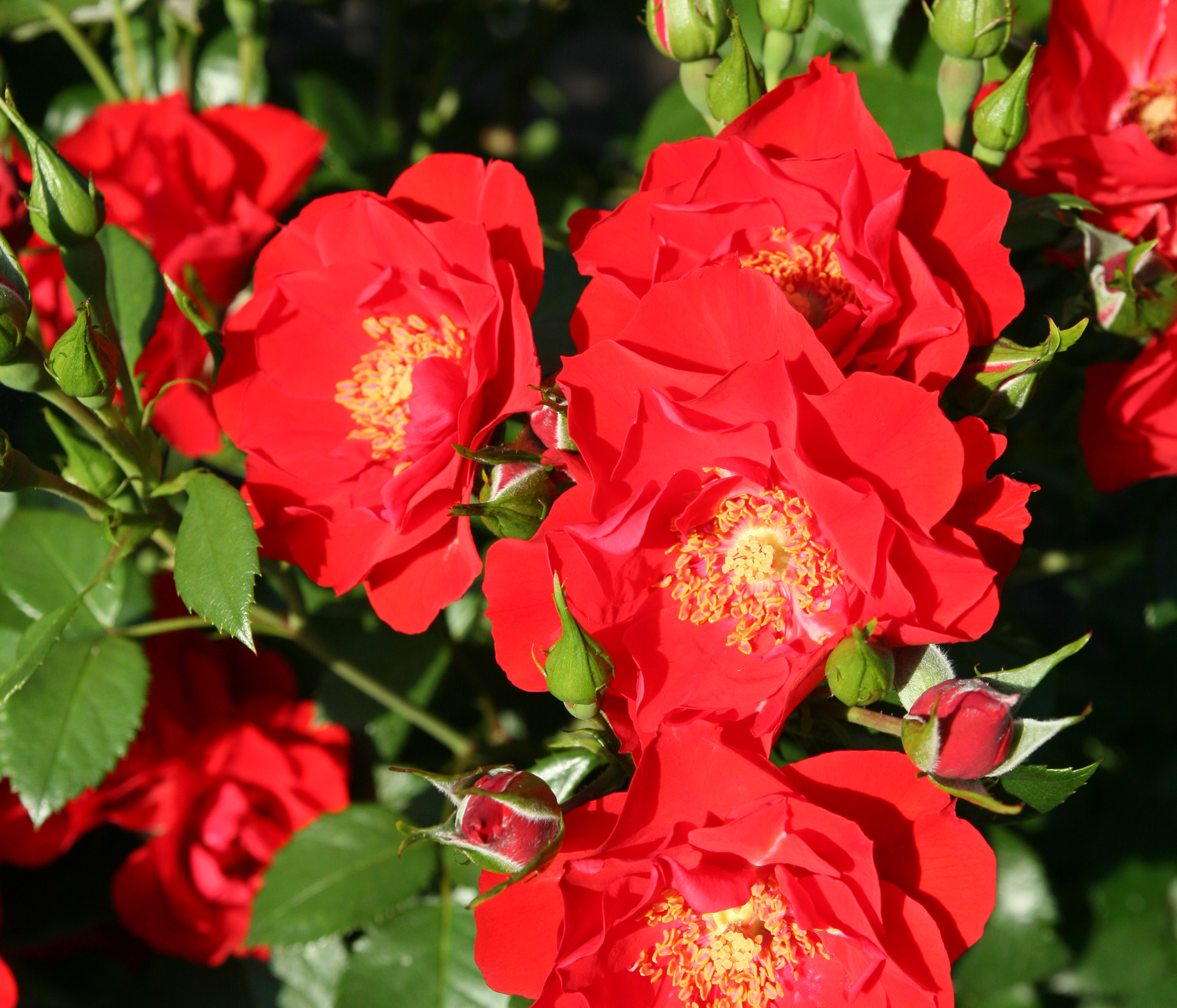 Dehner Rose Strauchrose Paprika®, Züchter Tantau, schalenförmige rote Blüten, nicht duftend, 15-30 cm, Topfware 7803265