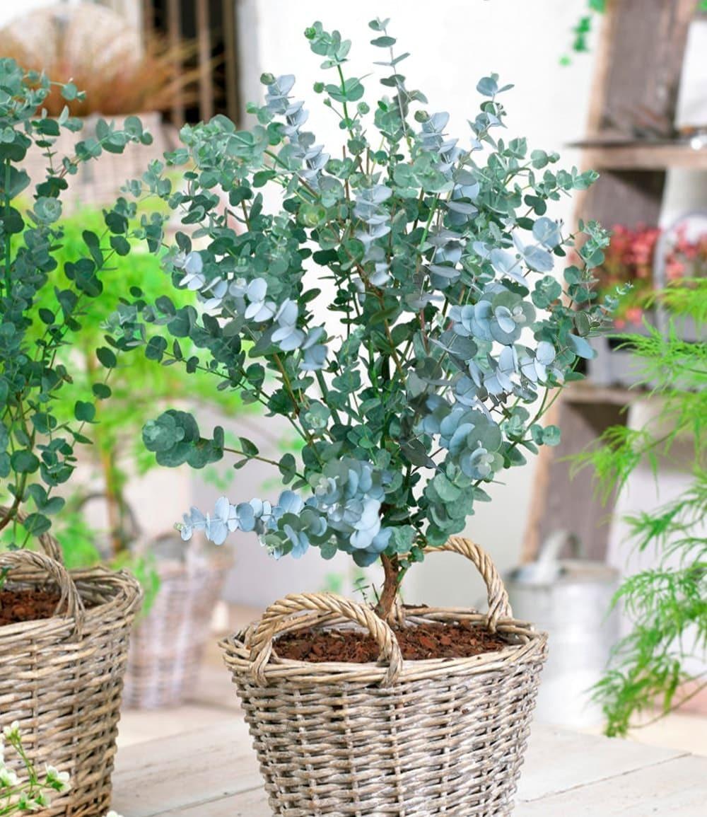 Baldur-Garten BALDUR Garten 3x Winterharter Eukalyptus Azura® im 15 cm-Topf, Pflanze ca. 20-30 cm hoch, Eucalyptus gunnii, Azura, winterhart bis -20° C, mehrjährig, intensiv duftend, vertreibt Fliegen