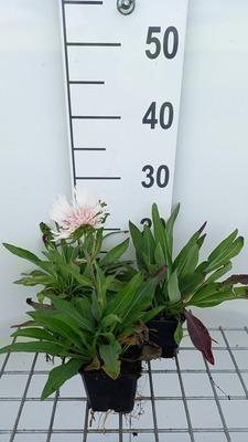 GRDplanten 6 x Stokesia laevis 'Alba' - Ziest - Topf 9 x 9 cm