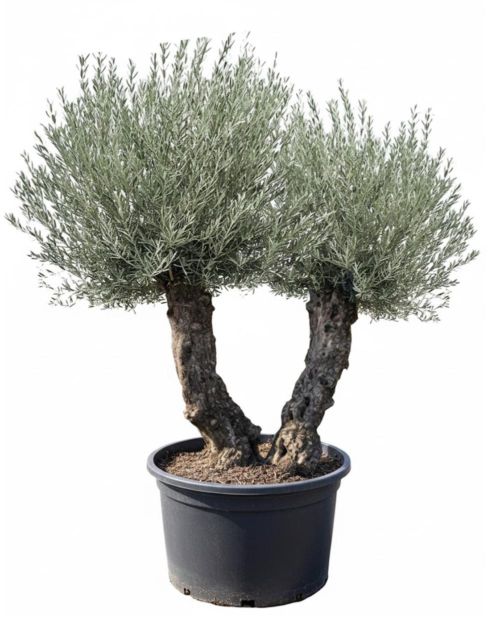 Sunny Tree - Olivenbaum Olea Europea - winterharter immergrüner Olivenbaum Bonsai 250 cm inkl. Topf - Doppelter Stamm - winterhart bis -18