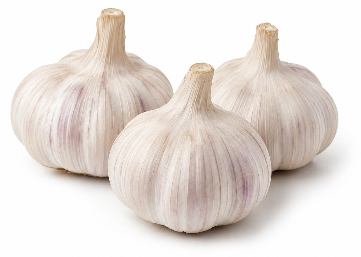Samenshop24 Knoblauch Sabagold – 3 Pflanzknollen für aromatischen Knoblauchanbau