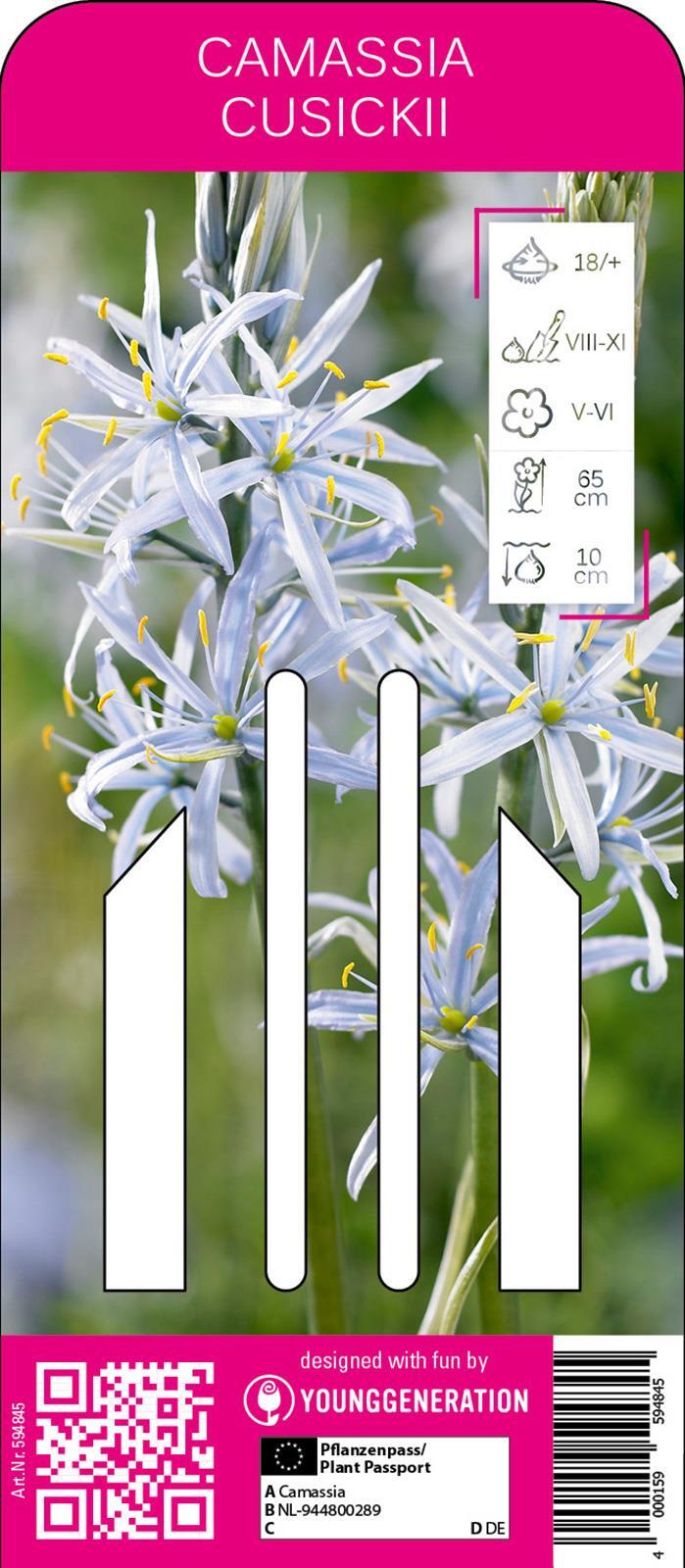 Young Generation Prärielilie, herbstblühendes Alpenveilchen mit attraktiven efeuartigen Laubblättern, Nahrungsquelle für Bienen und Nützlinge 594845