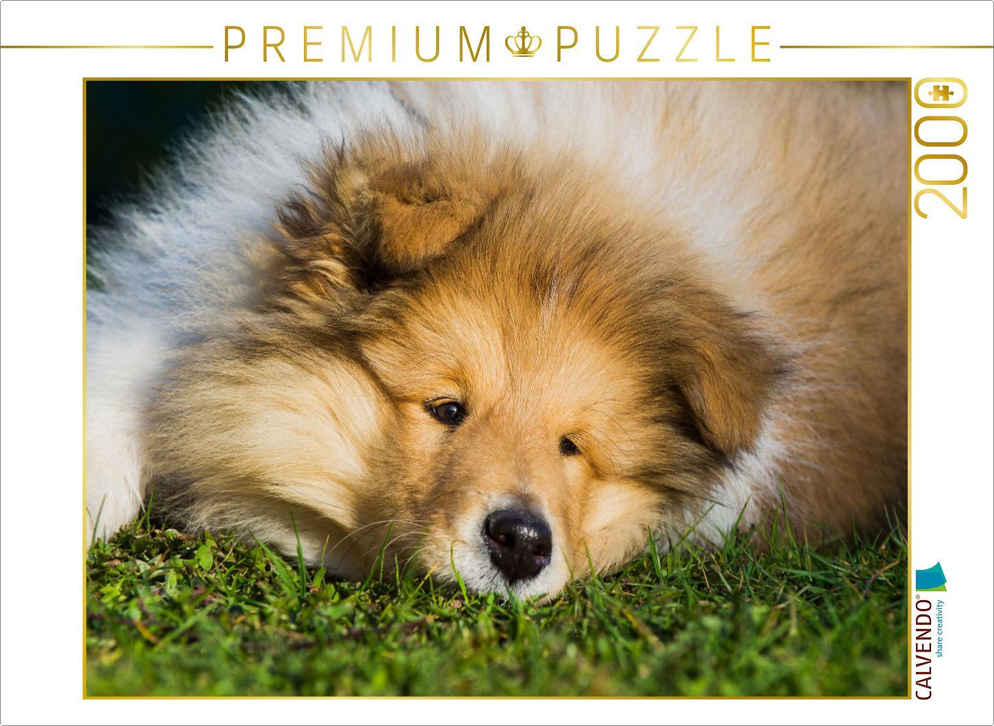 CALVENDO Puzzle Ein entzückendes Colliekind | 2000 Teile Lege-Größe 90x67cm Foto-Puzzle für glückliche Stunden