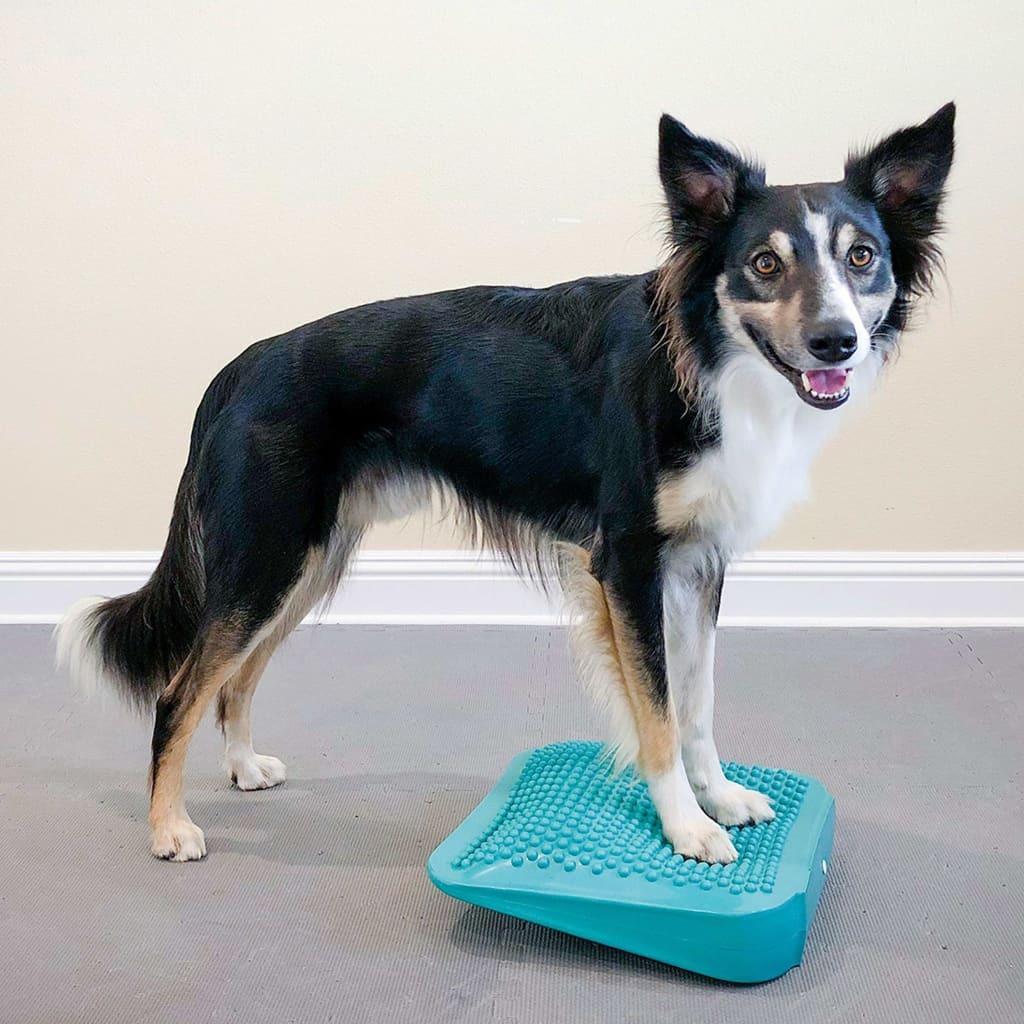 FitPaws Rampa de equilibrio azul para mascotas