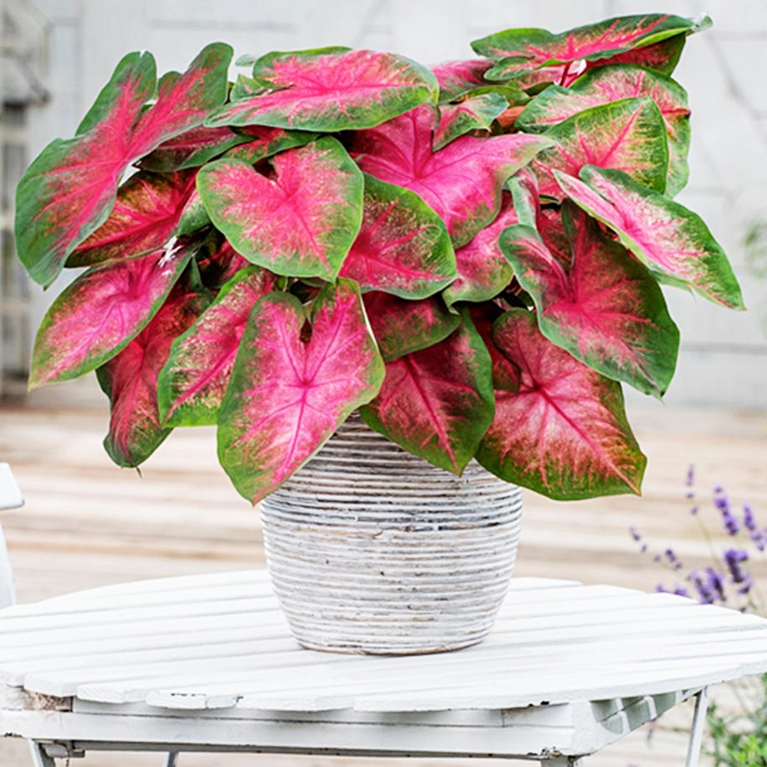 Benex Caladium Knolle Buntblätter Kaladien Buntwurz Kaladium John Peed 1 St.