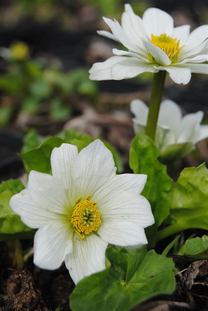 Pflanzen-für-dich.de Caltha palustris var.alba, Sumpfdotterblume, weiß, ca. 9x9 cm Topf SANA000899