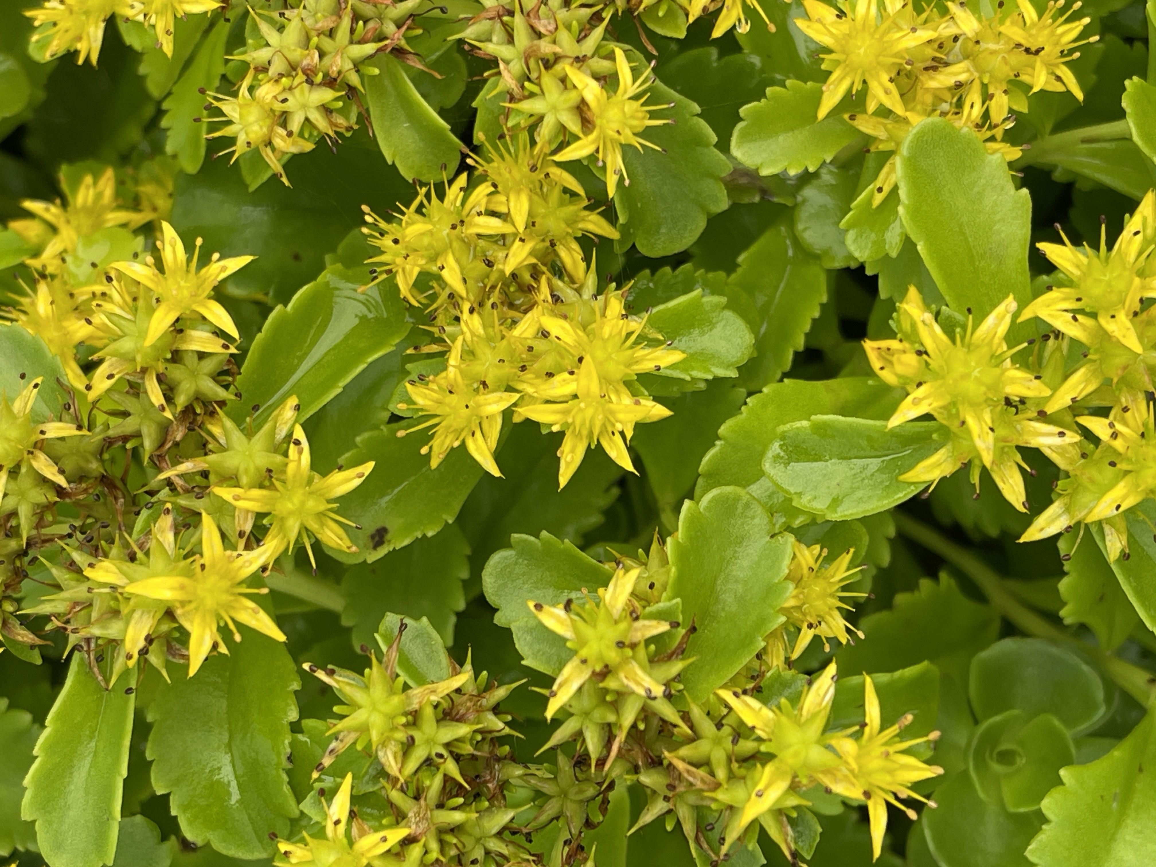 Brandless 6 x Sedum kamtschaticum - Kamschatka-Fetthenne - Topf 9 x 9 cm