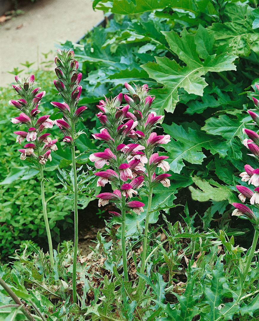 Pflanzen-für-dich.de Acanthus spinosus, Bärenklau, stachelig, ca. 11x11 cm Topf