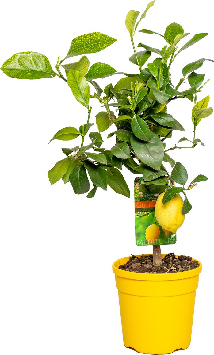 Bloomique Zitronenbaum Citrus Limon 50-70cm