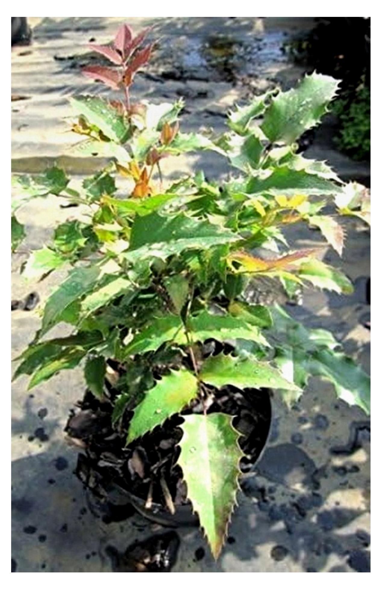 Markenlos Mahonia aquifolium - Stechdornblättrige Mahonie