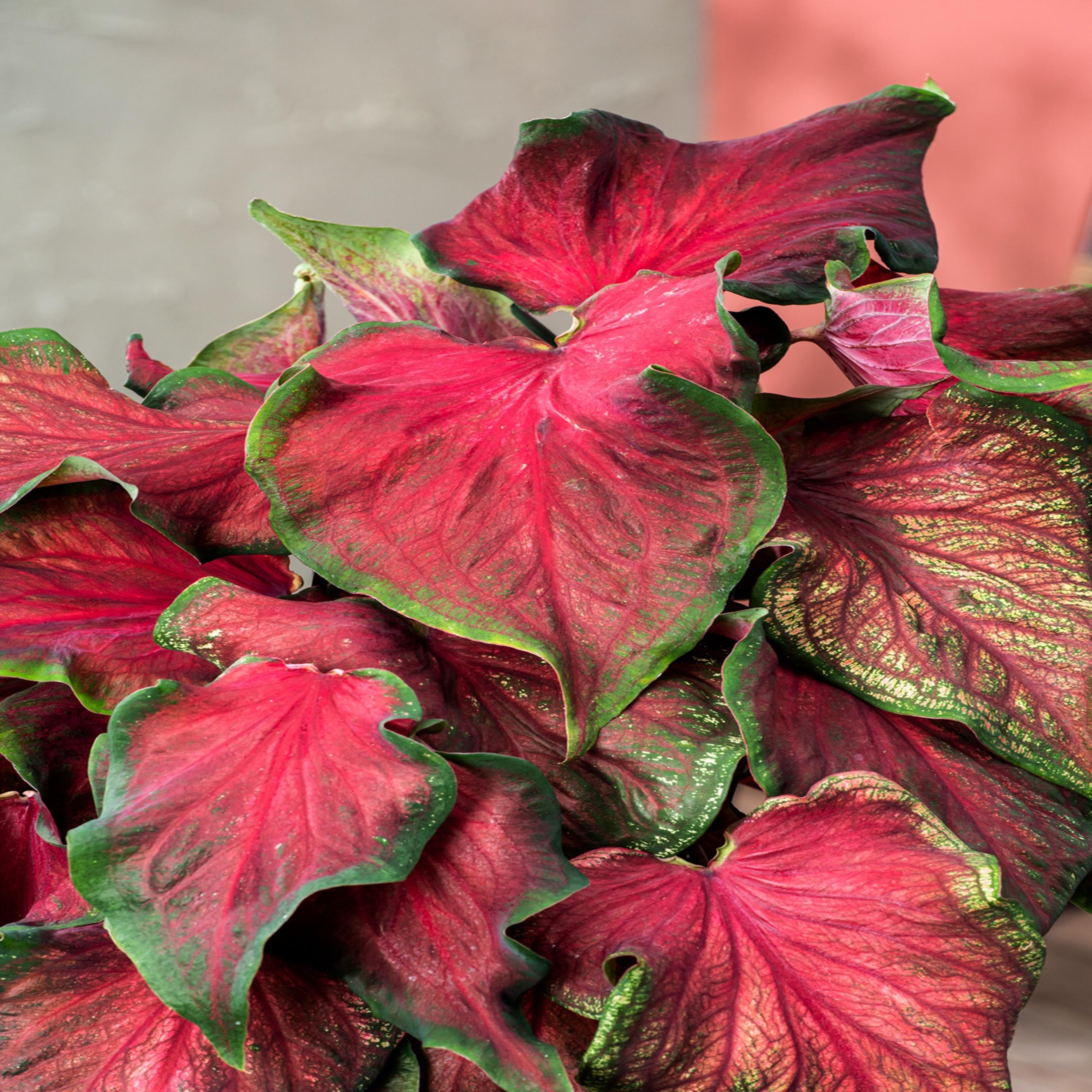 Benex Caladium Knolle bunt Buntblätter Kaladien Buntwurz Kaladium Salsa 1 St.
