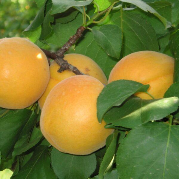 Blumen-Senf Prunus armeniaca Tirynthos Aprikosenbaum – winterhart, robuste Marille, 100–140 cm, ideal für Garten & Kübel