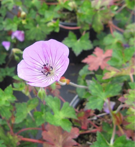 Baumschule Garten-Storchschnabel Kelly-Anne - Geranium wallichianum Kelly-Anne