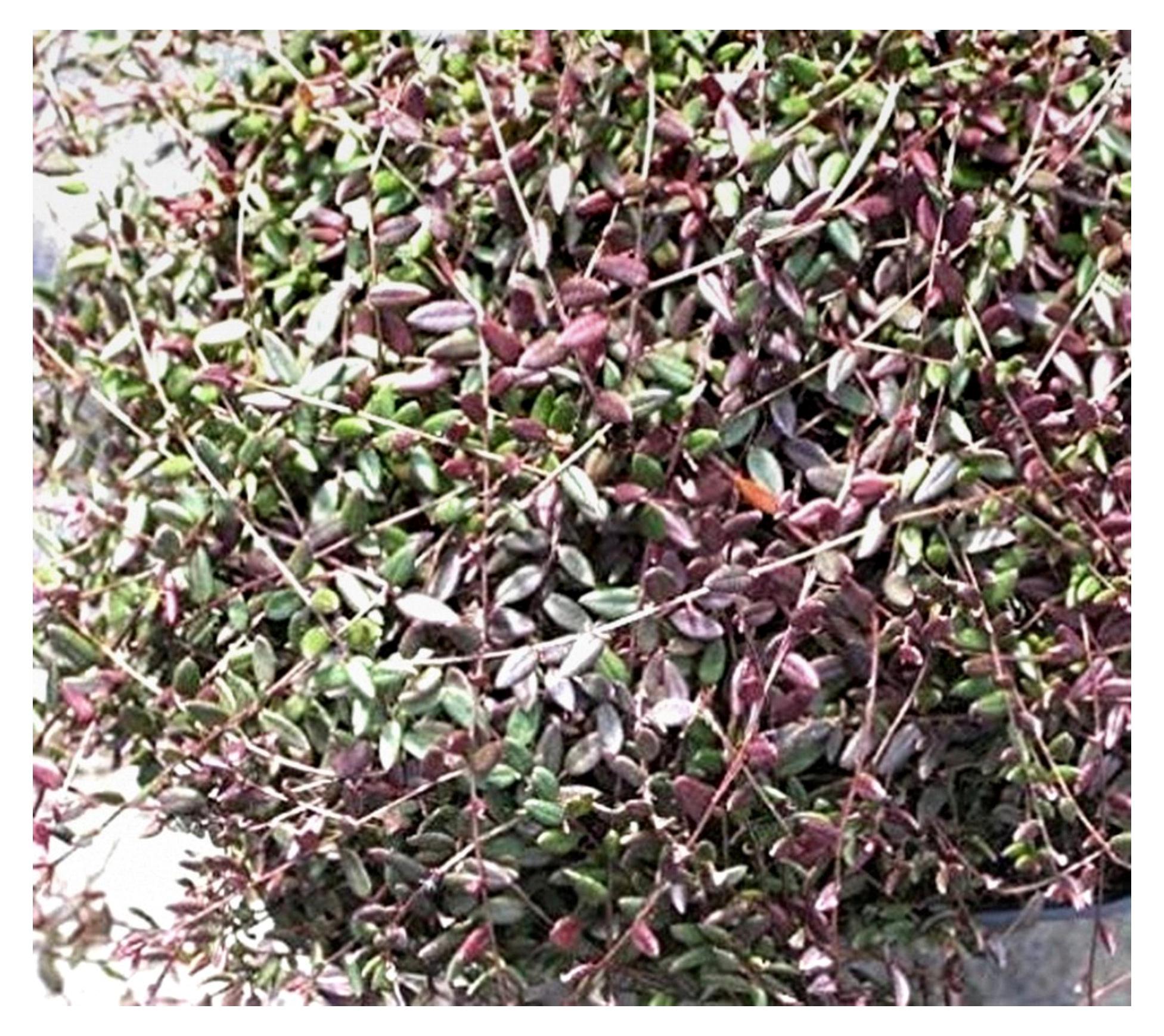 Markenlos Moosbeere - Vaccinium oxycoccus