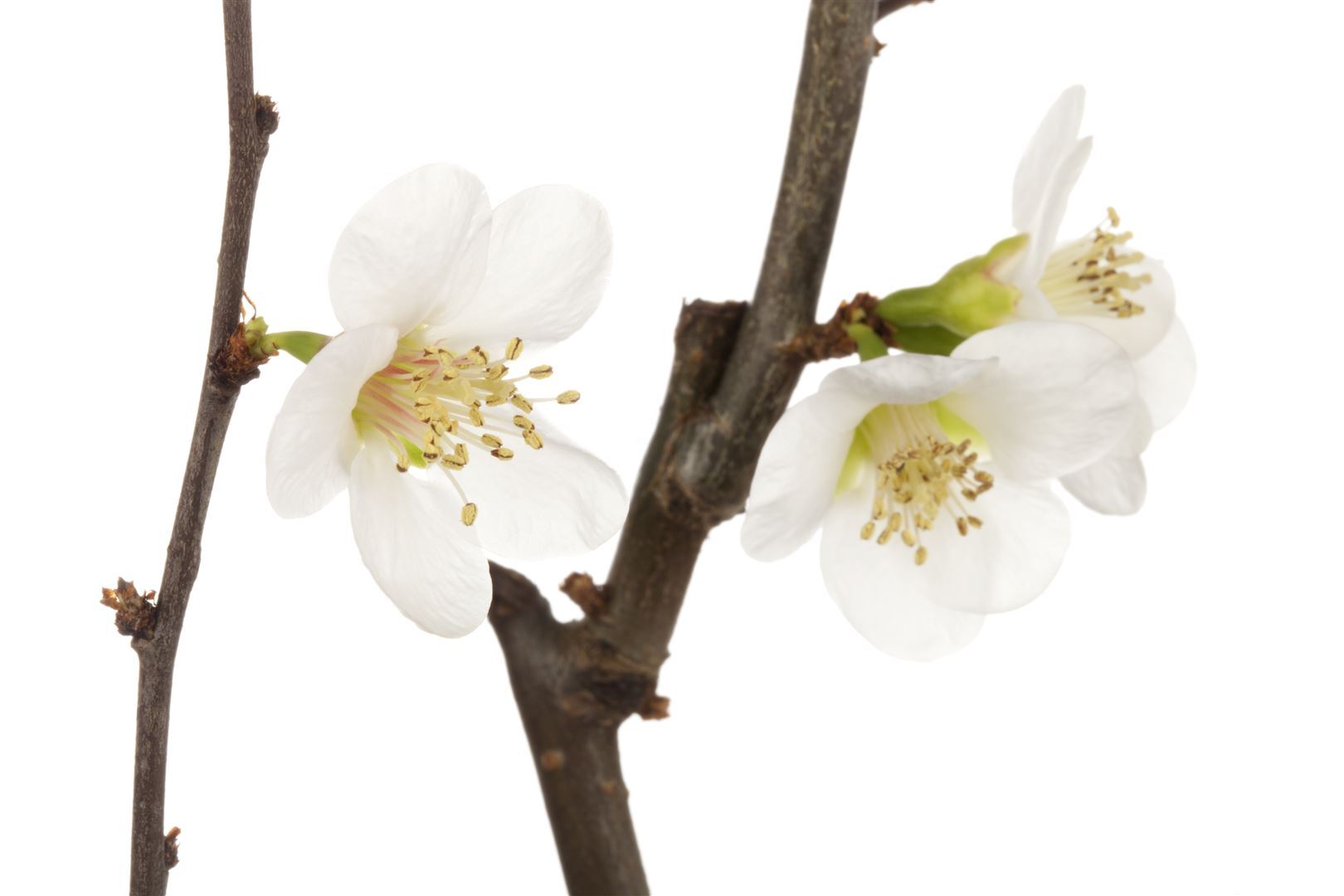 Pflanzen-für-dich.de Chaenomeles x superba 'Jet Trail', Zierquitte, weiß, 40–60 cm SANA005631