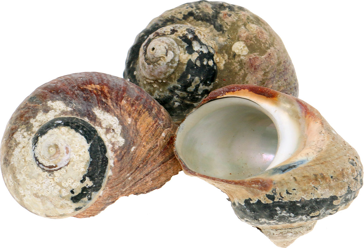 Viana Turban Muschel Natur Deko Alikreukel 500g Maritim 25256