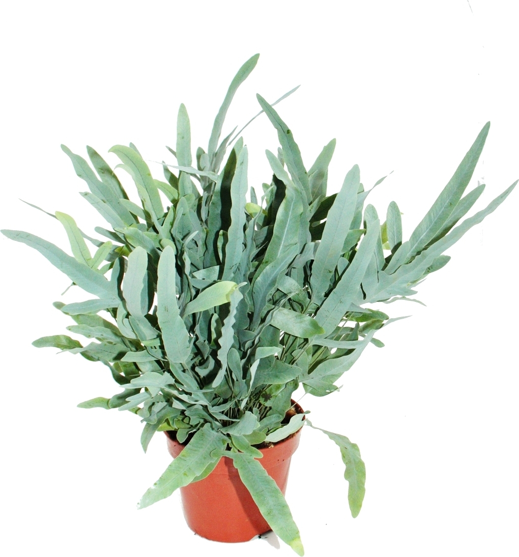 Phlebodium Aureum Blue Star – Fougère à Taches Dorées 12 Cm, Feuillage Bleu-Vert Superbe, Plante Dépolluante D'Intérieur