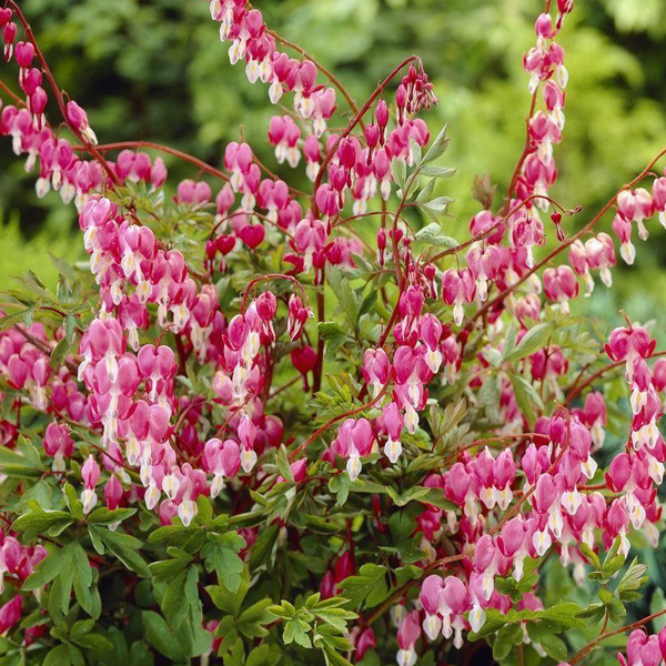 Arborix, grüner und billiger 6 x Hohe Herzblume - Dicentra spectabilis | Topf 9cm x 9cm DISPECTA-113