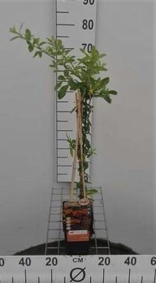 GRDplanten Pyracantha hybr. 'Orange Glow' - Feuerdorn 'Orange Glow' 50-60 cm | Topf