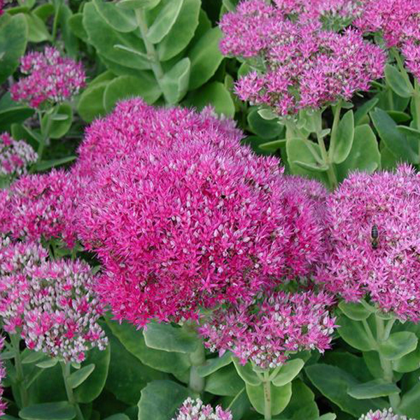 Arborix, grüner und billiger 6 x Fettblatt 'Brillant' - Sedum spectabile 'Brillant' | Topf 9cm x 9cm SESBRILL-113
