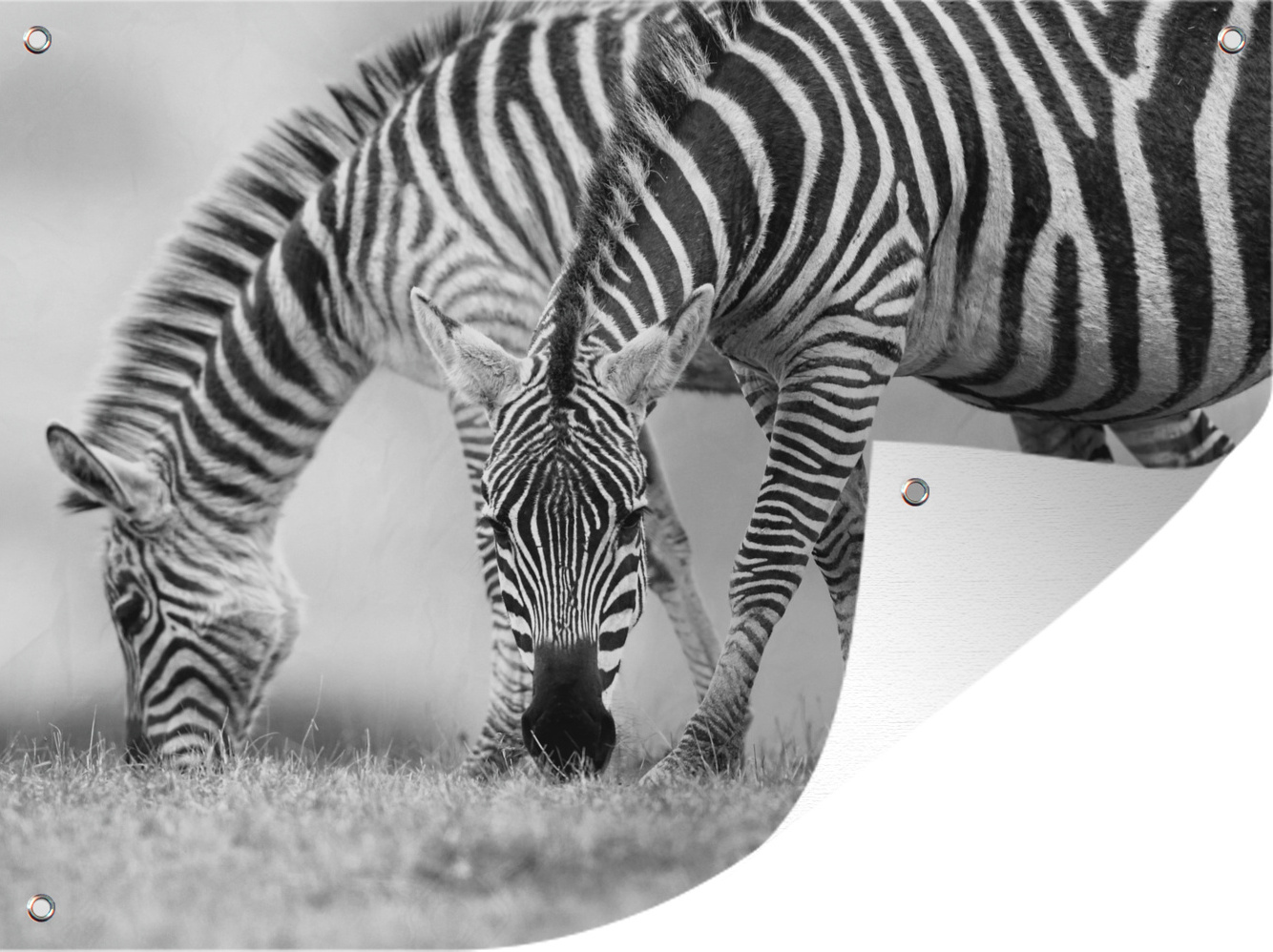 MuchoWow® 40x30 cm Outdoor-Poster Gartendeko Sichtschutz Garten Poster für den Garten Weidende Zebras 133|38228698