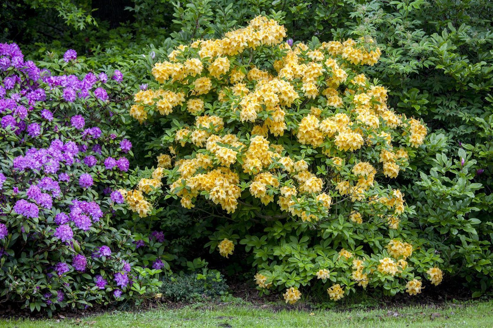 Pflanzen-für-dich.de Rhododendron luteum 'Goldpracht', gelb, 40–50 cm