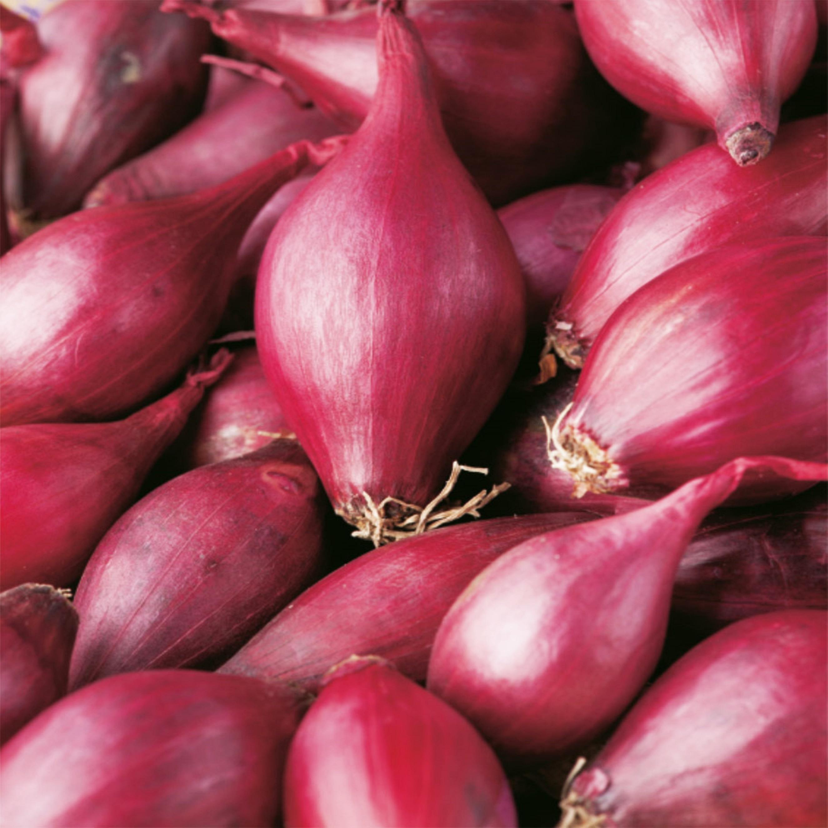Benex Steckzwiebel rot gesund lecker Steckzwiebel Zwiebel Karmen Größe 10-21 0,25 Kg