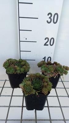 GRDplanten 6 x Sempervivum hybr. 'Othello' - Hauswurz - Topf 9 x 9 cm
