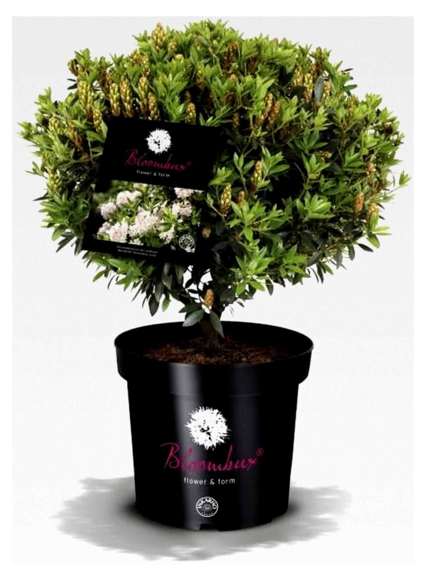 Markenlos Bloombux® – Blüte & Form von INKARHO® 20-25 cm breit im 2 Liter Pflanzcontainer