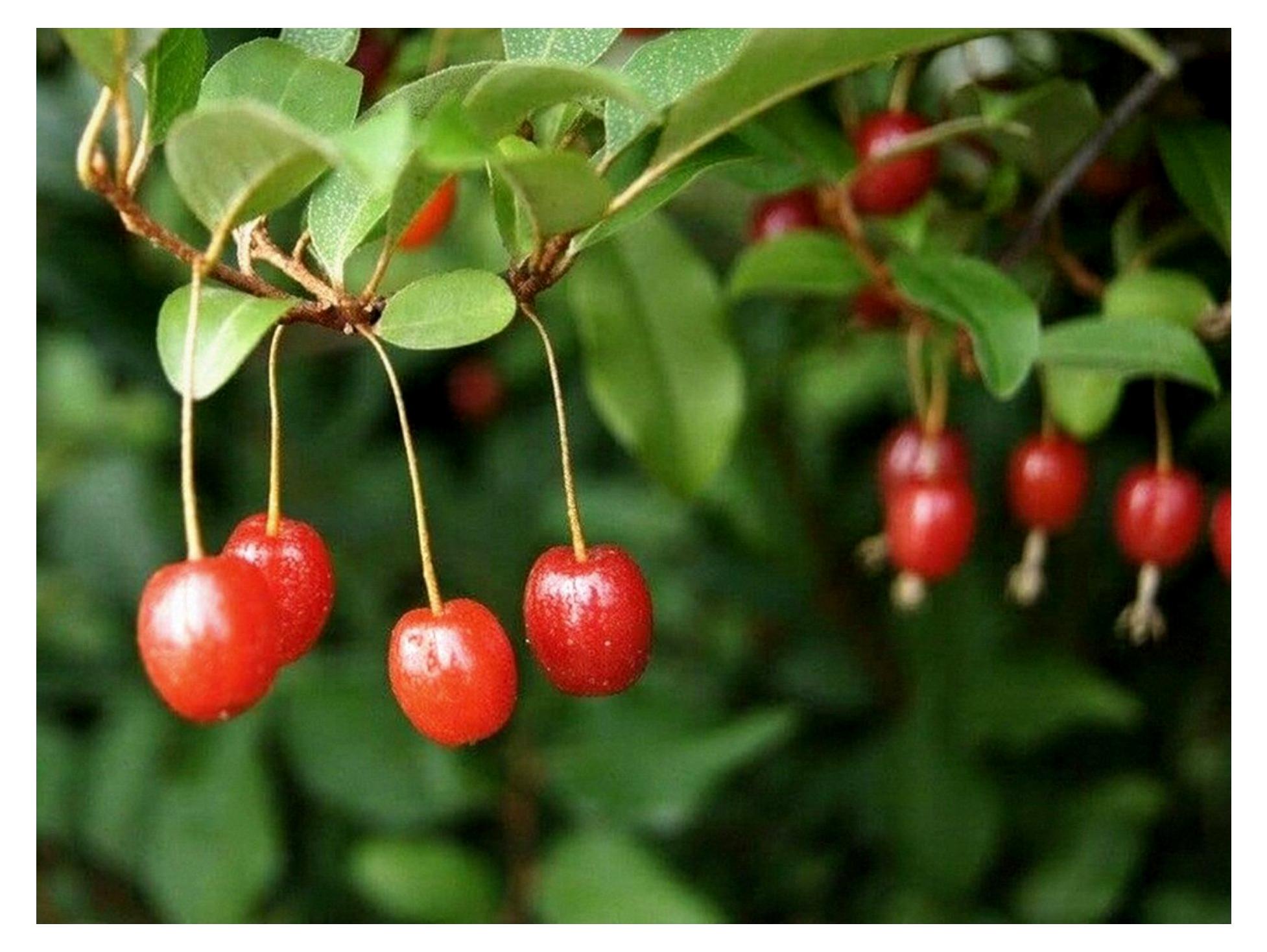 Markenlos Essbare Ölweide Elaeagnus multiflora Pflanze 25-30 cm rote Sommer-Ölweide