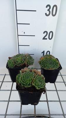 GRDplanten 6 x Sempervivum grandiflorum - Hauswurz - Topf 9 x 9 cm