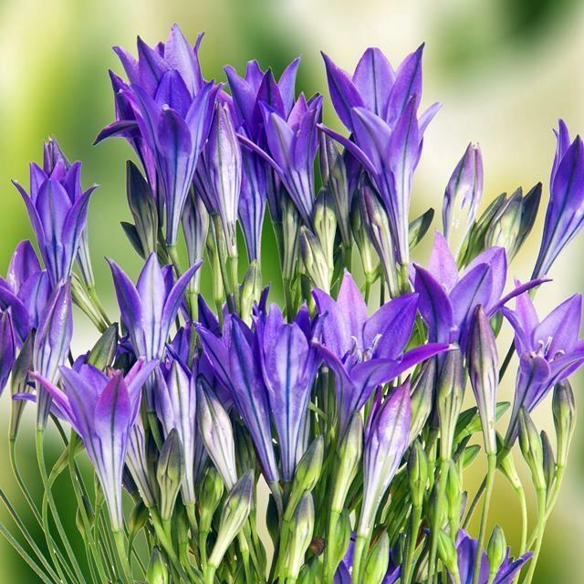 CARUNO Triteleia Queen Brodiaea Zierzwiebel Benex