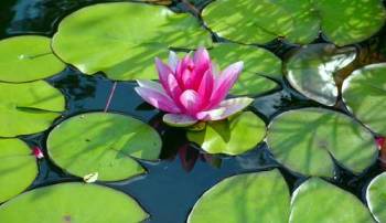 Mühlan Wasserpflanzen 10 Uferpflanzen, 1 Zwergseerose, 4 Schwimmpflanzen 1303